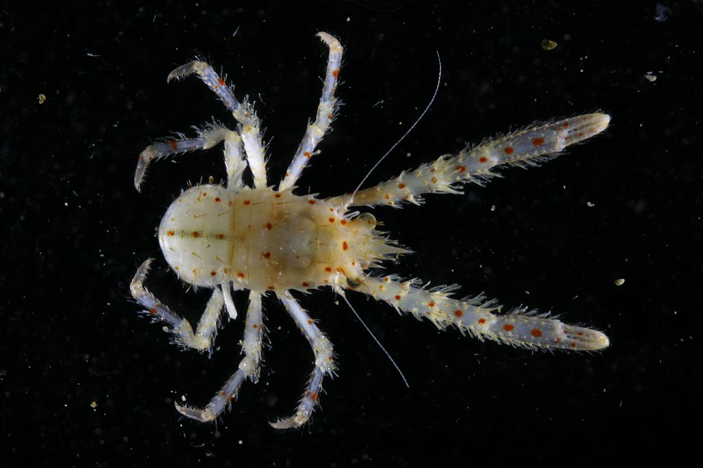 A squat lobster