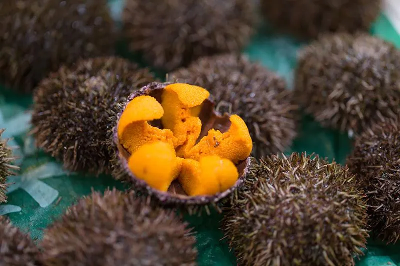 Could Eating Sea Urchins Help Revive Kelp Forests?