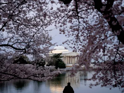 Cherry blossom trees around the Tidal Basin in Washington, D.C. on March 22, 2023