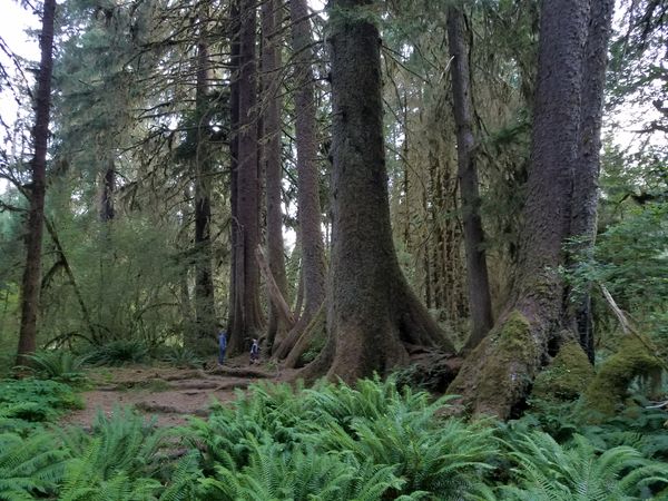 Majestic trees in the Hoh Rain Forest thumbnail