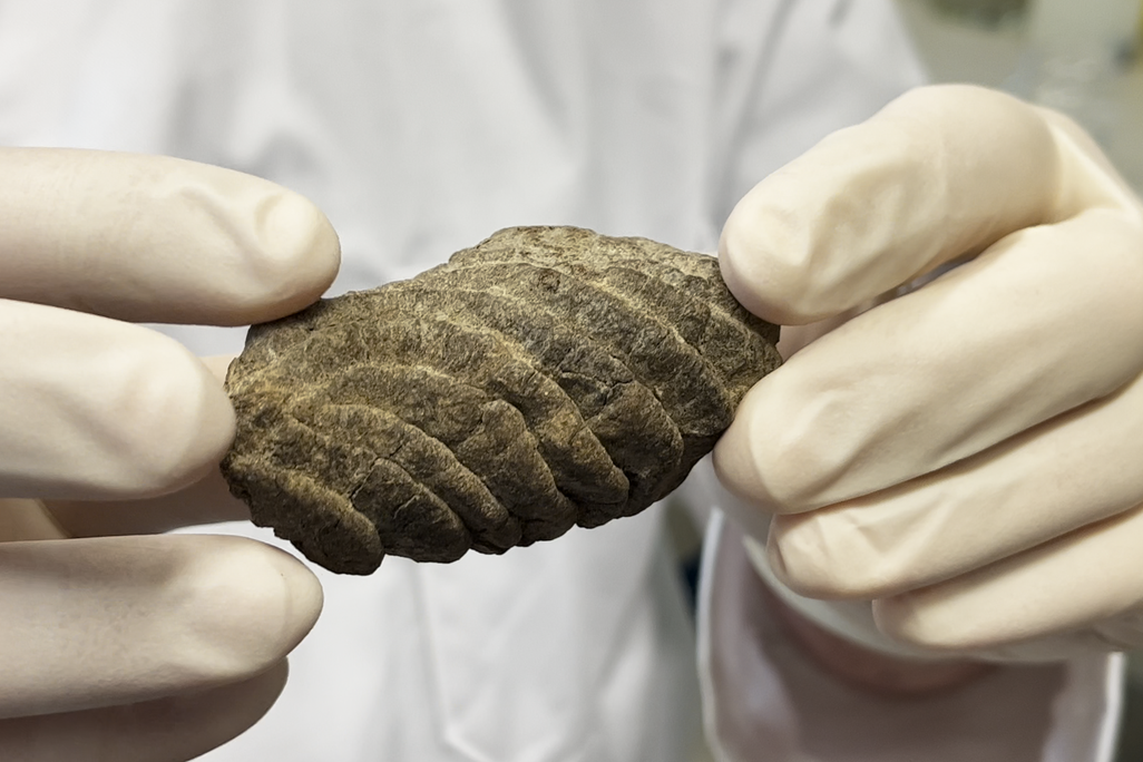 Gloved hands holding fossilized poop