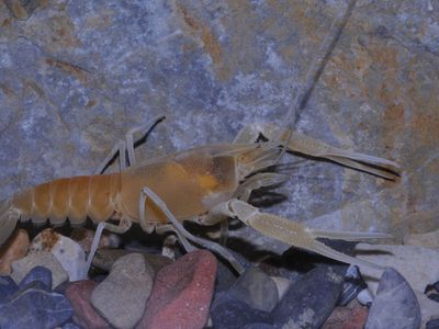 The endangered Woodville Karst cave crayfish (Procambarus orcinus)