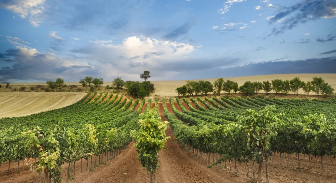 The vineyards of the Spain's Ribera del Duero wine region, located about two hours north of Madrid, are known for their excellent Verdejo and Tempranillo wines.