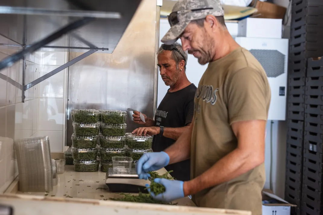 As the Planet Warms, a Humble Sea Bean Is Proving to Be a Promising Superfood