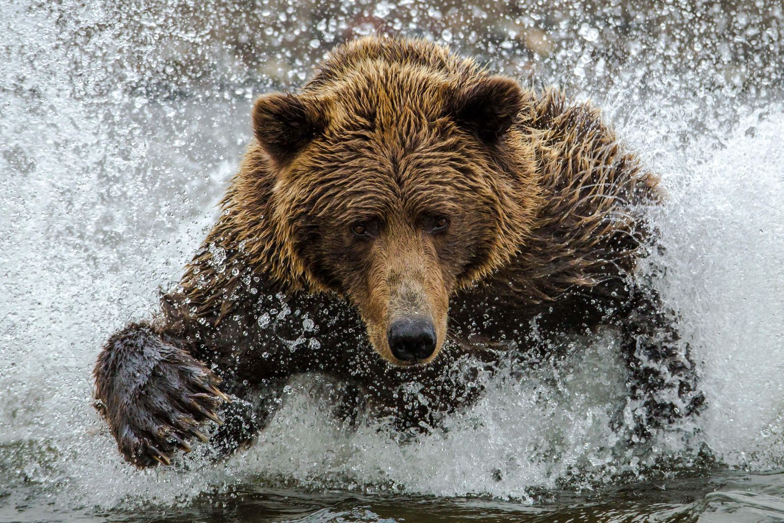 man fights bear for salmon