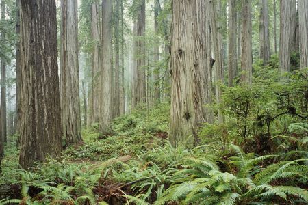 Redwood National Park in California is home to Hyperion, the tallest living tree in the world.