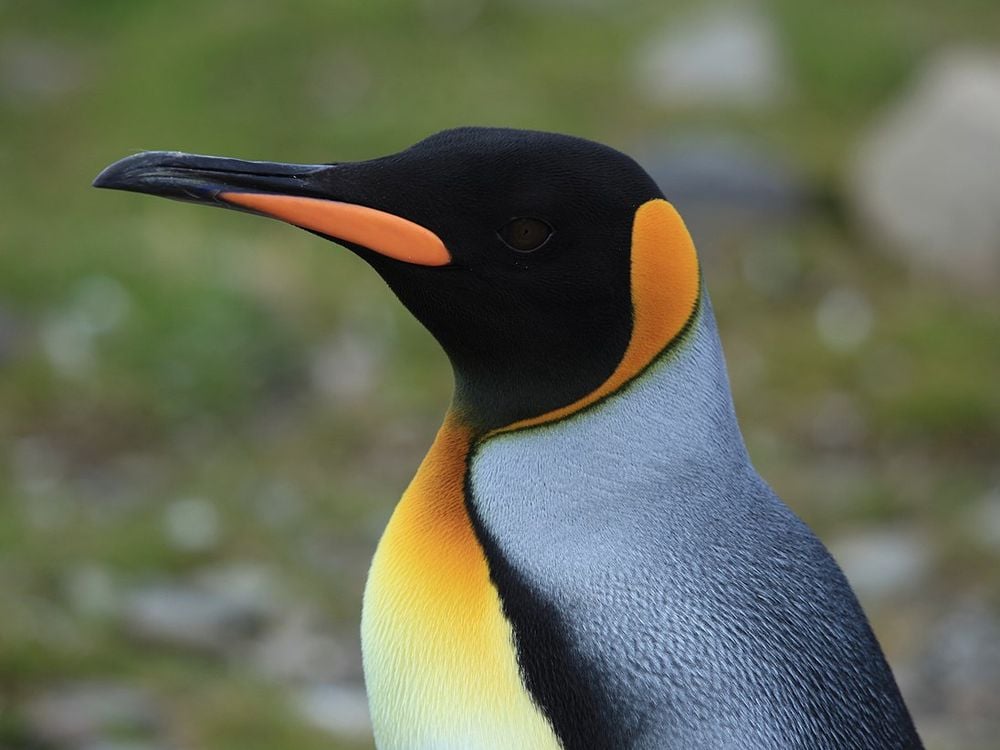 As Oceans Warm, King Penguins' Food Moves Farther Away. That's a