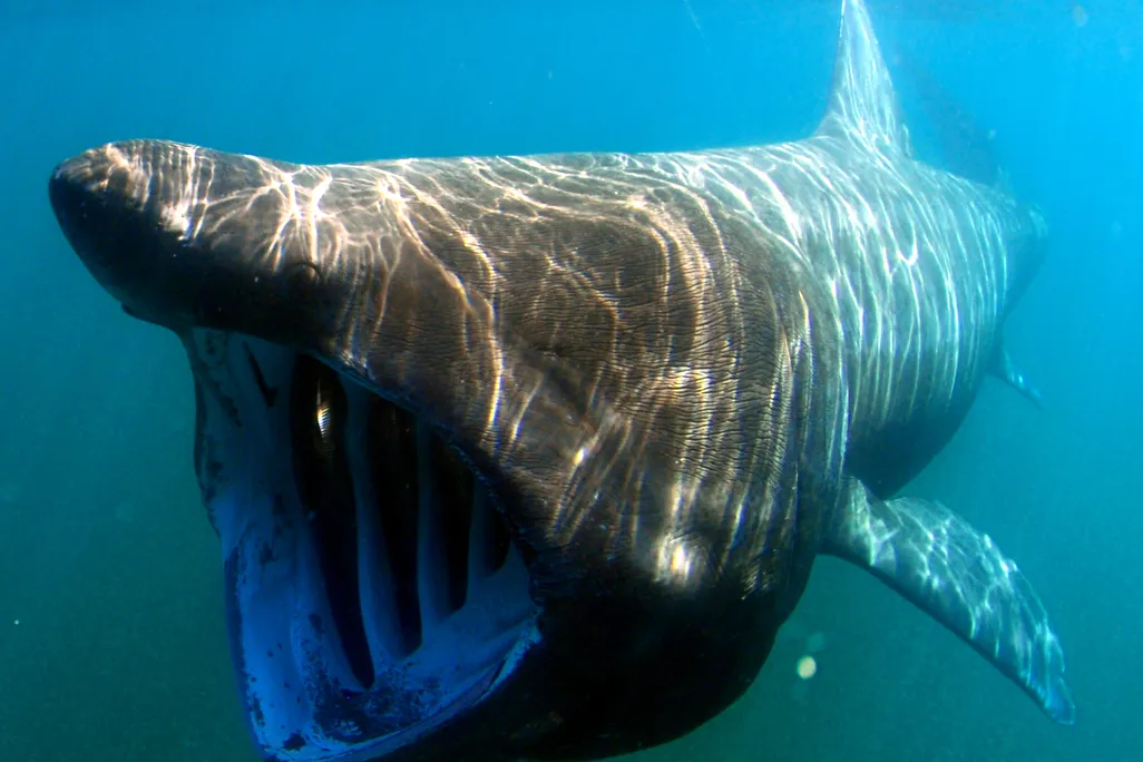 Photo of a basking shark with its mouth open underwater 