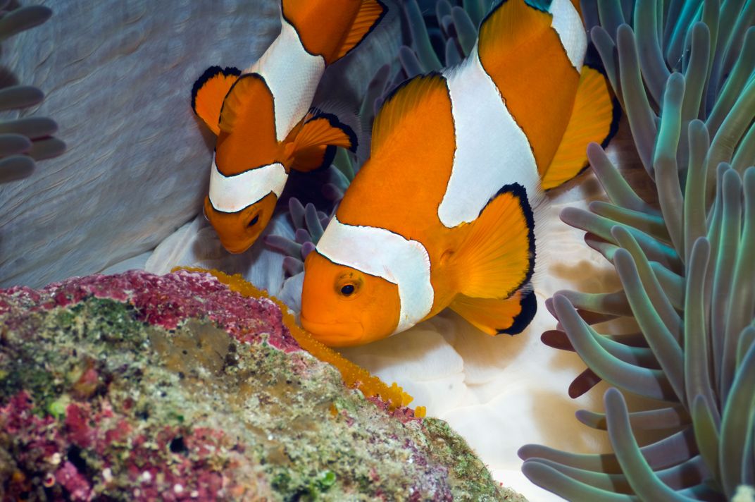 clownfish eggs