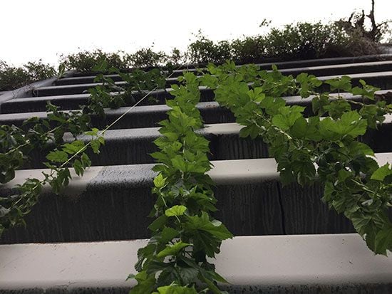 Growing Hops in Abandoned Lots? Pittsburgh Will Drink to That