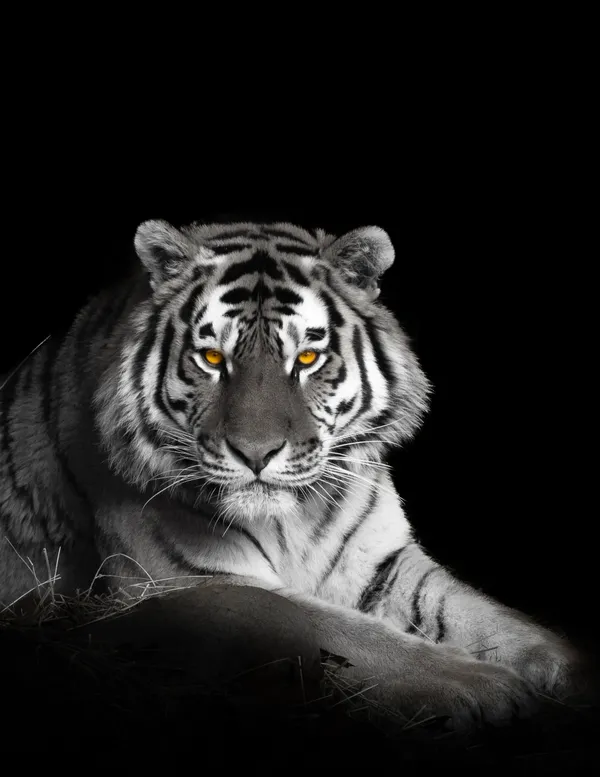 Golden Gaze thumbnail