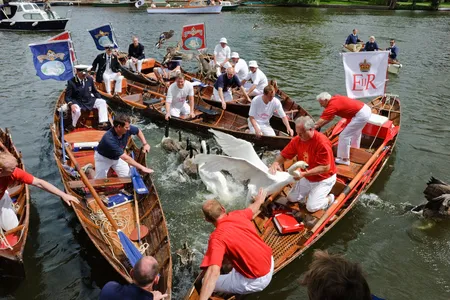 The annual swan upping ceremony of the queen's swans on the Thames.
