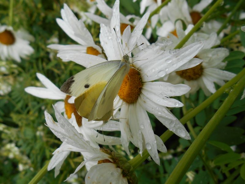 Garden of Delights | Smithsonian Photo Contest | Smithsonian Magazine