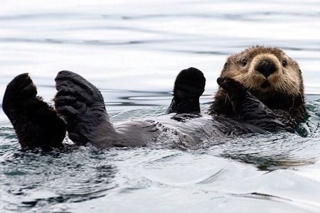 A sea otter floats in Kachemak Bay, Alaska.