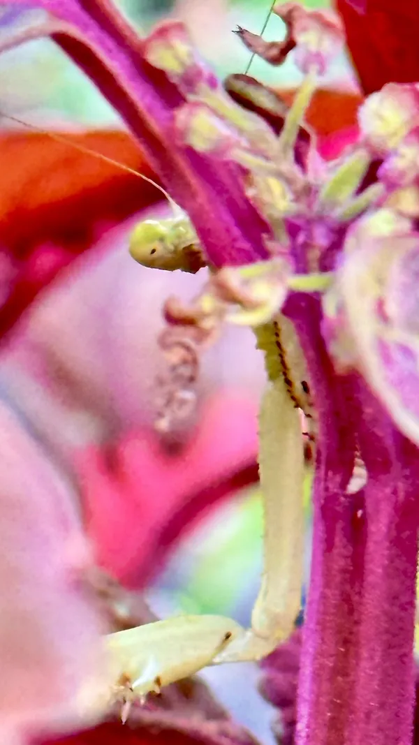 Playing peek a boo with the praying mantis while watering the flowers. thumbnail