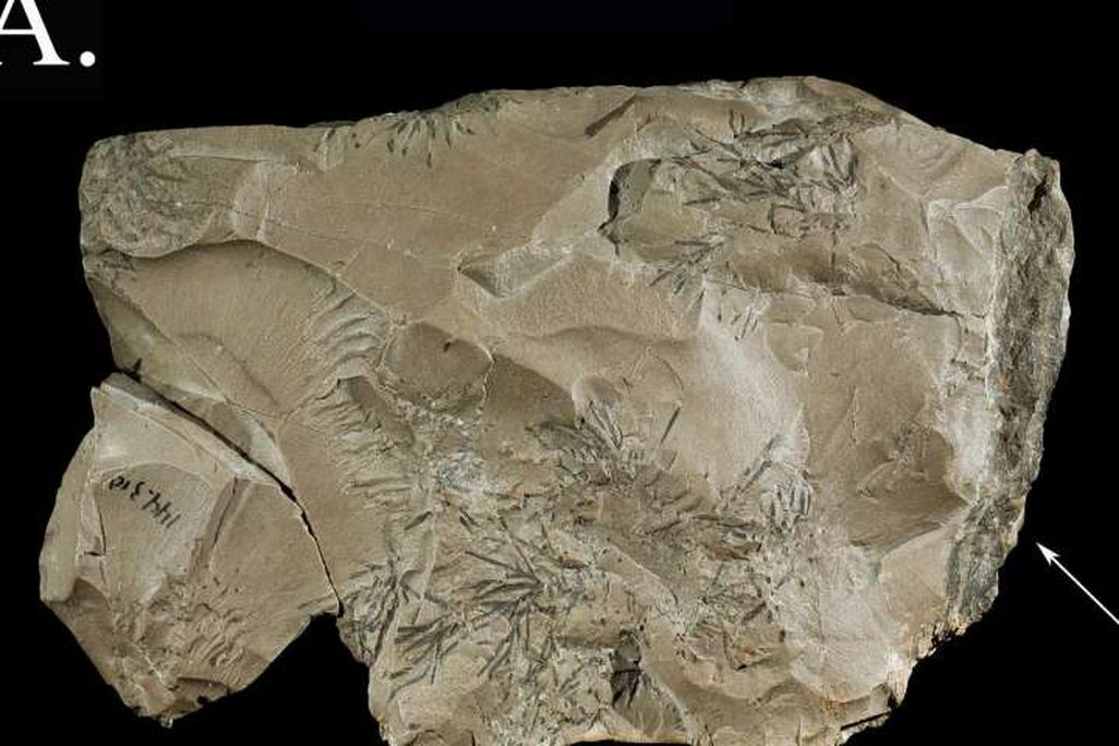 Neanderthal Rock