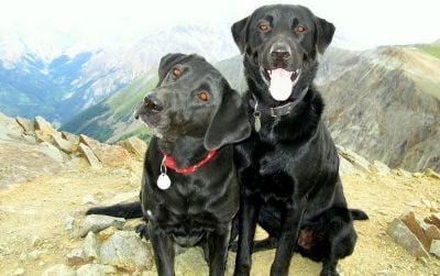 These dogs have hiked off-leash to the top of Handies Peak in Colorado. Sharing the great outdoors with our pets is a favorite pastime—but as a result of conflicts between dogs and wildlife, leash laws and dog bans have become commonplace.