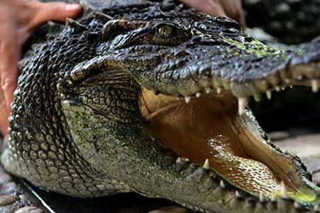 The Chinese alligator now numbers fewer than 200 in the wild, mostly restricted to a small reserve in the Anhui province of China, along the lower Yangtze River.