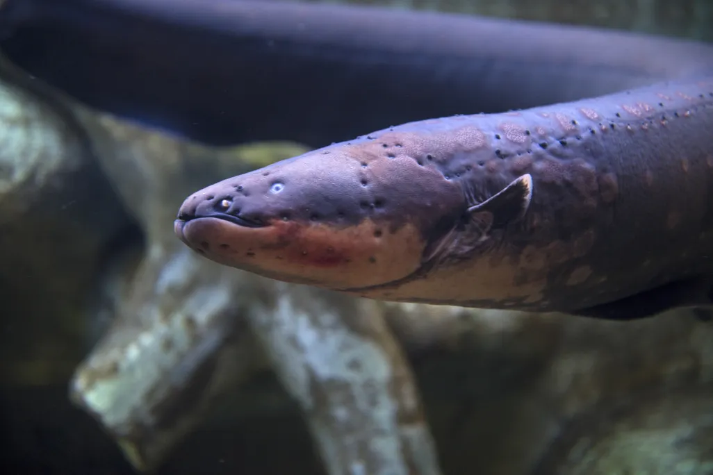 Close-up shot of electric eel swimming under water
