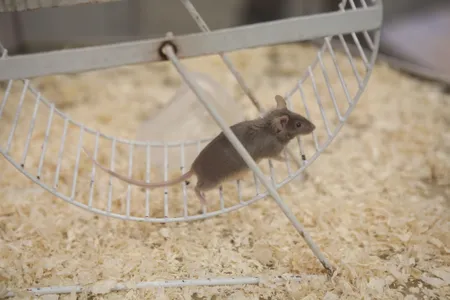 Gut bacteria, more than genetics, impact mice&#39;s motivation to exercise, a recent study suggests.
