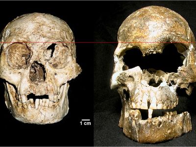 The Flores hobbit skull (left) compared to another H. sapiens skull recovered on the island that dates to around 4,000 years ago (right). 