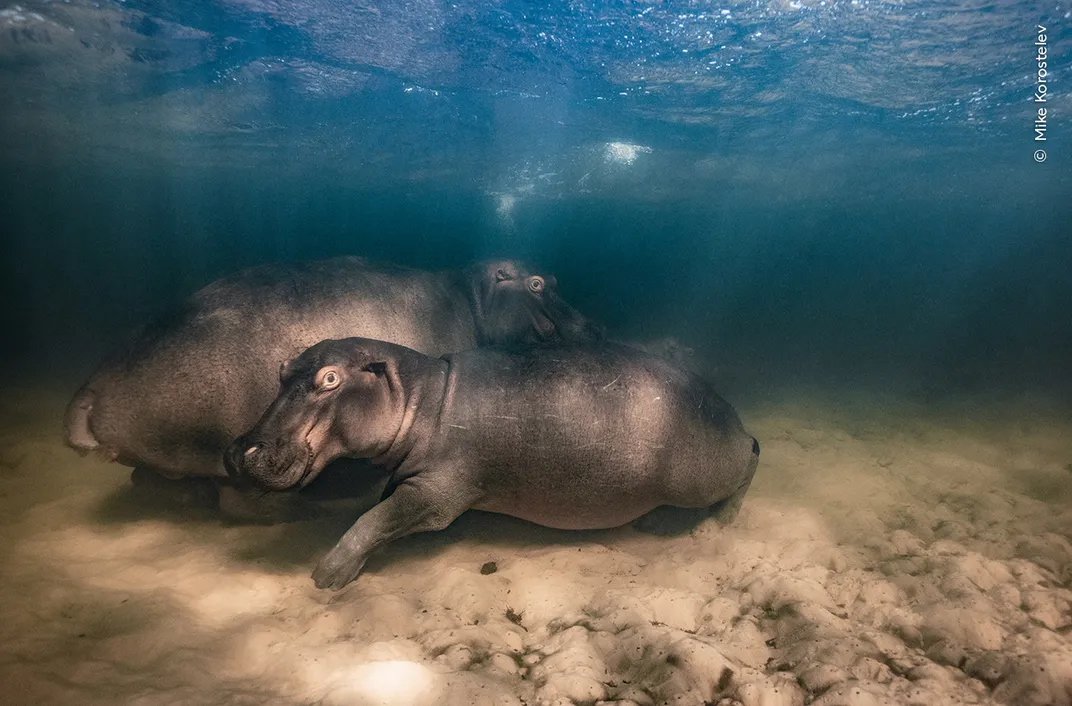 one adult hippo and two smaller ones stand on the sandy ground beneath the water's surface, illuminated by visible rays of sun
