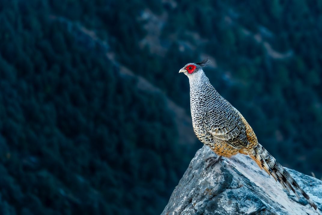 14 - Its red “eyeshadow” is in sharp contrast to the muted browns and grays of this cheer pheasant’s feathers.