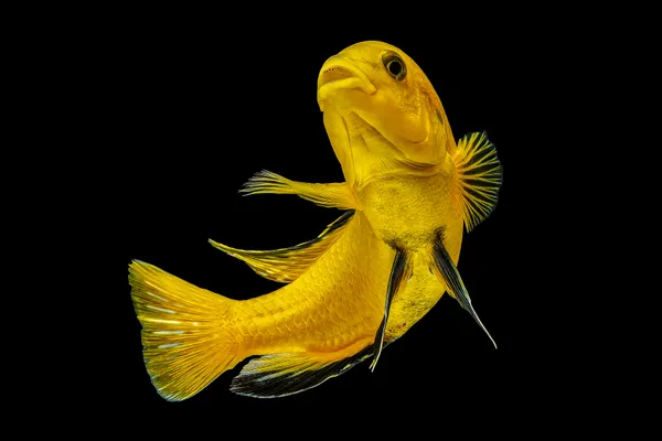 Labidochromis Yellow thumbnail