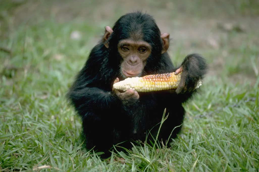 Chimpanzee Eating