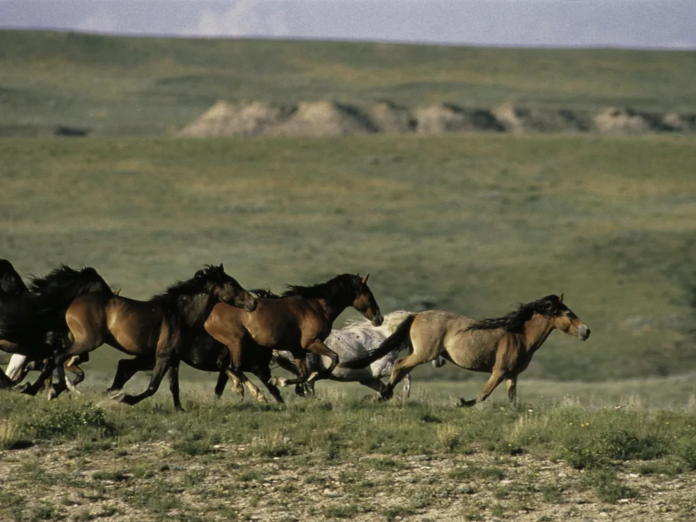 Horses running through prairie grass