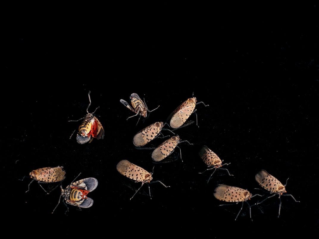 Lanternflies in lab