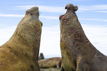 Big Southern elephant seal bulls (Mirounga leonina) fighting for females on beach during breeding season in spring.