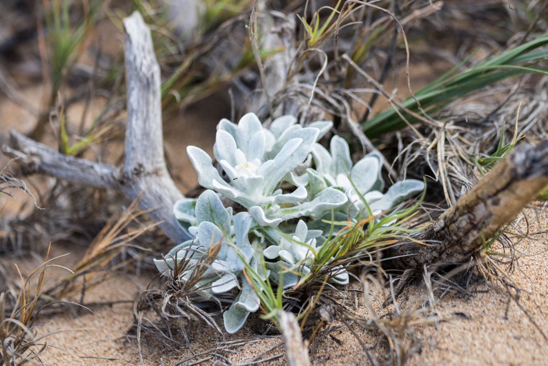 Hawai‘i's Last Dunes Are Home to Species Found Nowhere Else on the Planet