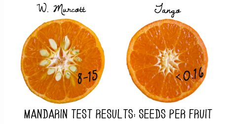 Testing the Tango at the University of California Citrus Breeding Program