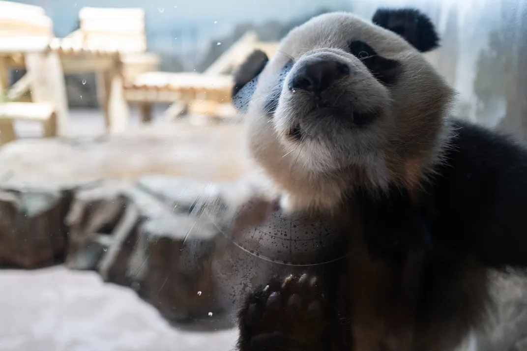 A panda playfully presses his nose against the glass of his indoor exhibit.