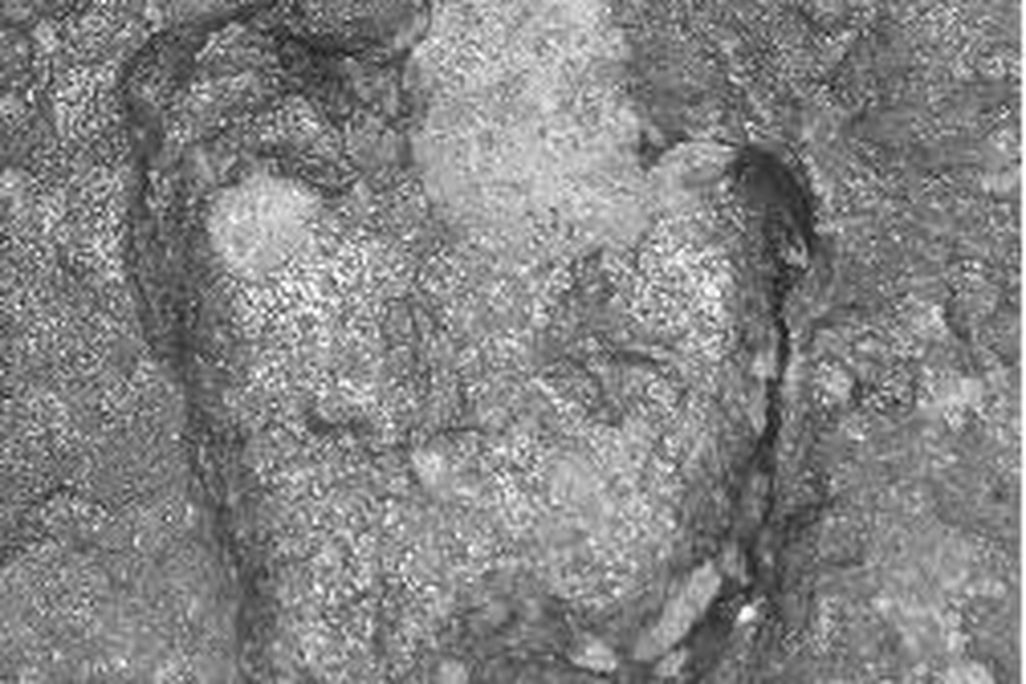 20110520083151minisauripus-track.jpg