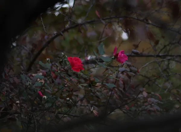 Roses in November thumbnail