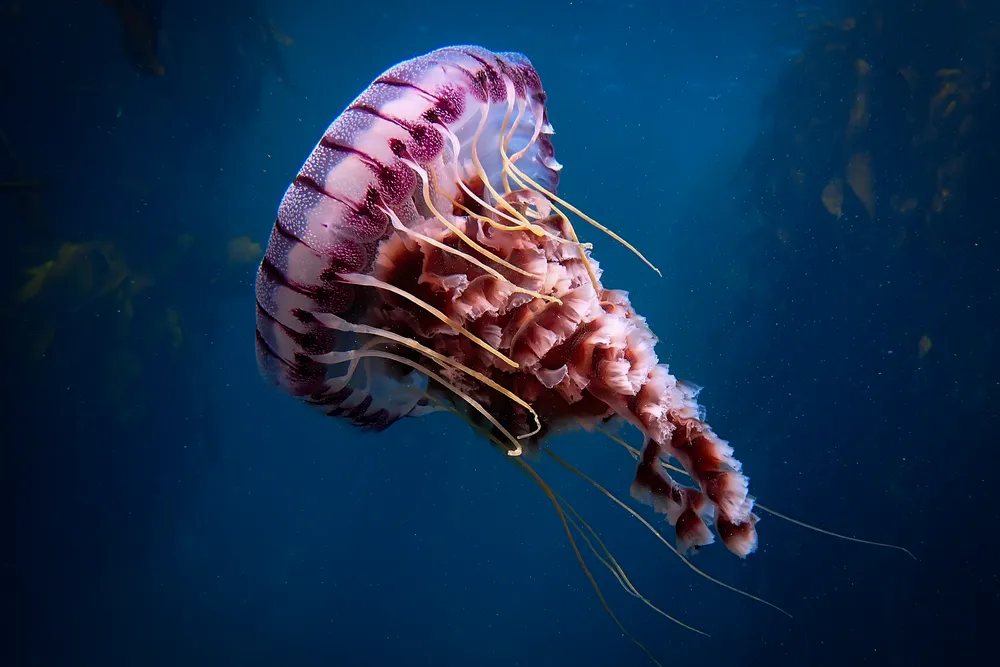 a jellyfish