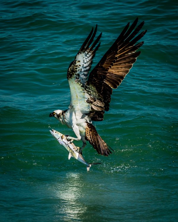 osprey thumbnail