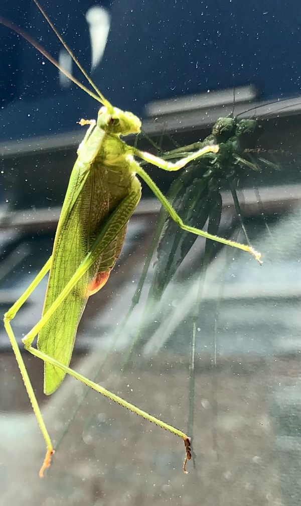 Grasshopper on windshield thumbnail