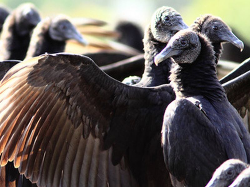 Ravens Are Evolving, and Not in the Way You'd Expect