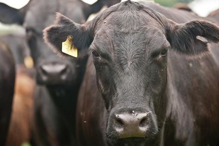 Through genetic engineering, researchers are trying to give high-producing black Angus cows cooler white coats to face the changing climate. 