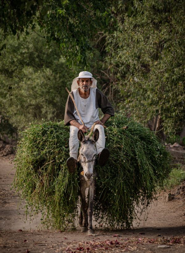 Man & the donkey thumbnail