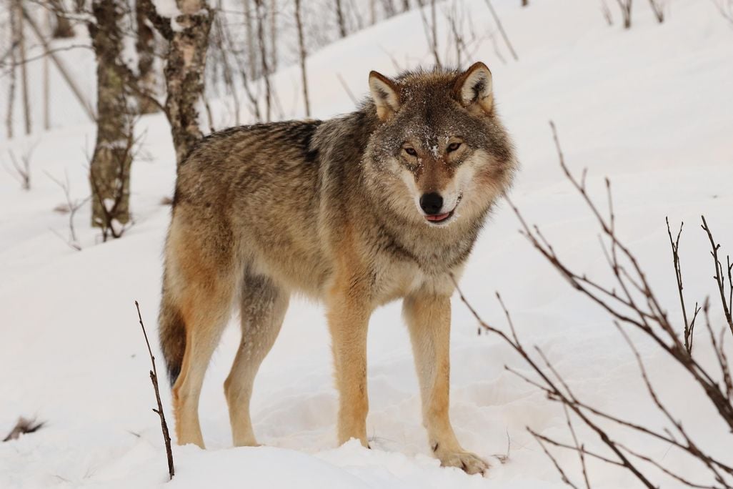 Eurasian wolf