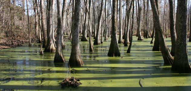 cypress swamps