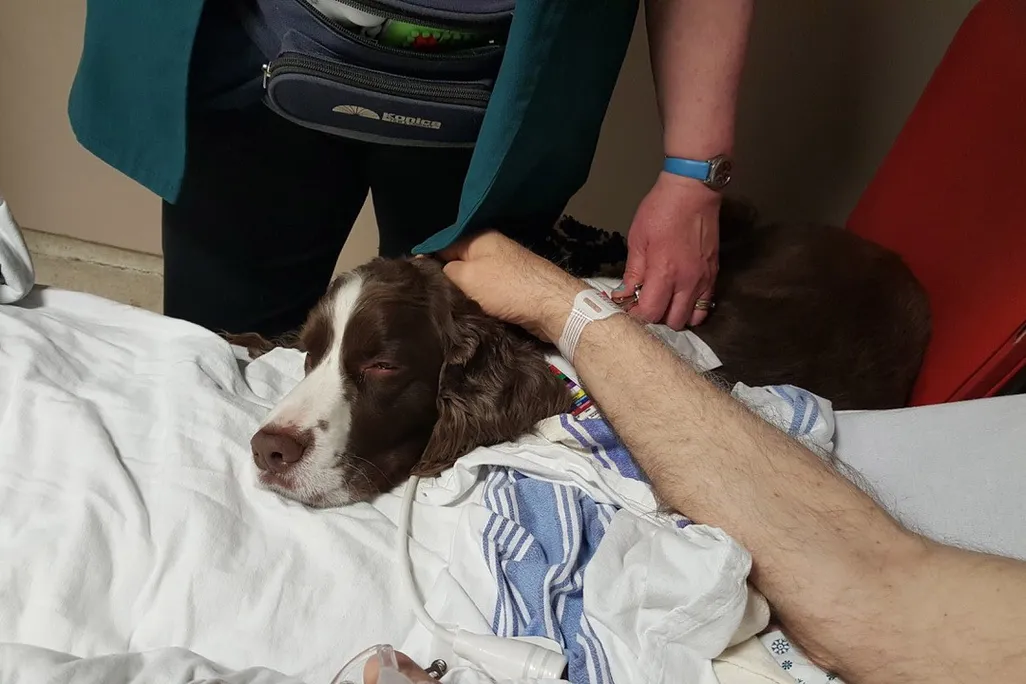 A brown and white dog visits the emergency room