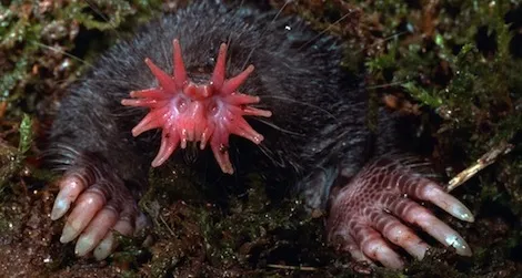 strange-looking star-nosed mole