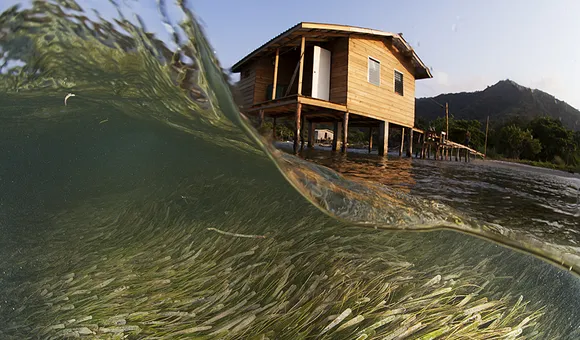 Under the waves swirls a bed of sea grass. Above the water is a coastal home attached to a dock.