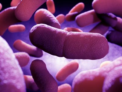 Yersinia pestis, the bacterium that causes bubonic plague