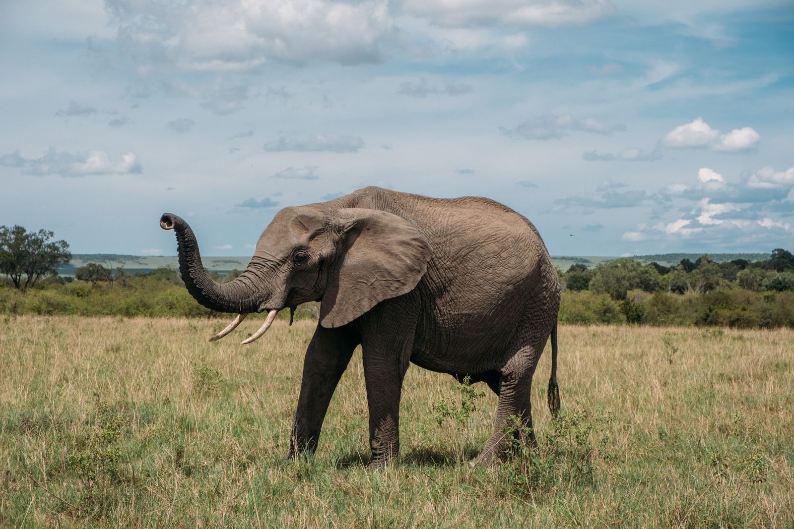 Vintage ebony elephants with a uusal trunk on a stand